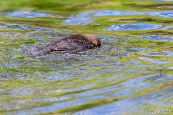 Wasseramsel, Cinclus cinclus, 	Wasseramseln (Cinclidae), Tier taucht nach Beute im Wasser der Grone, Levinscher Park, Göttingen, Deutschland