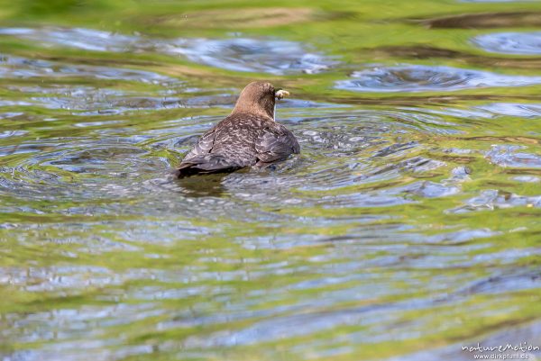 Wasseramsel, Cinclus cinclus, 	Wasseramseln (Cinclidae), Tier taucht nach Beute im Wasser der Grone, Levinscher Park, Göttingen, Deutschland