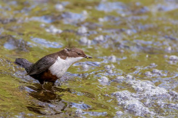 Wasseramsel, Cinclus cinclus, 	Wasseramseln (Cinclidae), Tier mit Beute (Köcherfliegenlarve) im Wasser der Grone, Levinscher Park, Göttingen, Deutschland