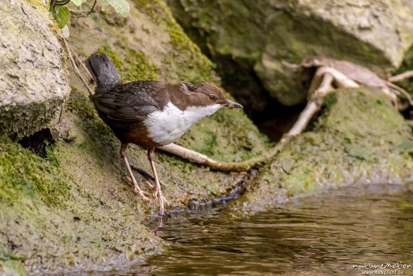 Wasseramsel, Cinclus cinclus, 	Wasseramseln (Cinclidae), Tier mit Beute (Köcherfliegenlarve) iam Ufer der Grone, Levinscher Park, Göttingen, Deutschland