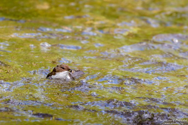 Wasseramsel, Cinclus cinclus, 	Wasseramseln (Cinclidae), Tier mit Beute (Köcherfliegenlarve) im Wasser der Grone, Levinscher Park, Göttingen, Deutschland