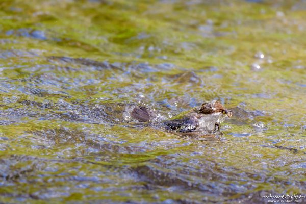 Wasseramsel, Cinclus cinclus, 	Wasseramseln (Cinclidae), Tier mit Beute (Köcherfliegenlarve) im Wasser der Grone, Levinscher Park, Göttingen, Deutschland