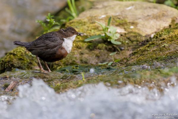 Wasseramsel, Cinclus cinclus, 	Wasseramseln (Cinclidae), Tier mit Beute (Köcherfliegenlarve) iam Ufer der Grone, Levinscher Park, Göttingen, Deutschland