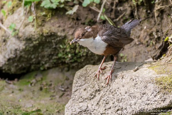 Wasseramsel, Cinclus cinclus, 	Wasseramseln (Cinclidae), Tier mit Beute (Köcherfliegenlarve) iam Ufer der Grone, Levinscher Park, Göttingen, Deutschland