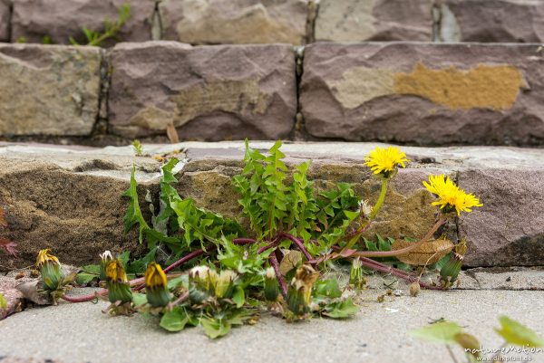 Löwenzahn, Taraxacum officinale, Asteraceae, blühende Pflanze an einer Steintreppe, Freibad Weende, Göttingen, Deutschland