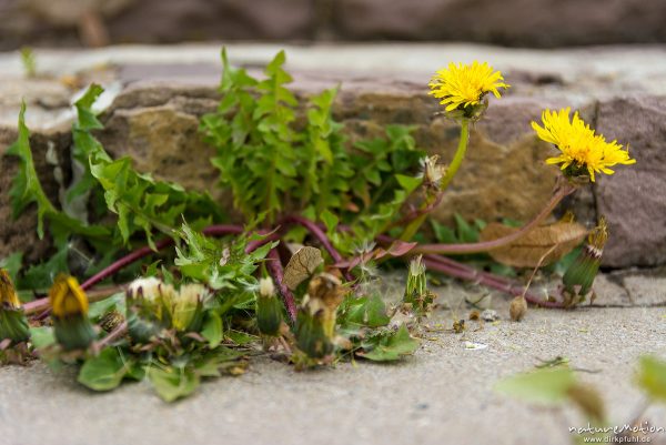 Löwenzahn, Taraxacum officinale, Asteraceae, blühende Pflanze an einer Steintreppe, Freibad Weende, Göttingen, Deutschland