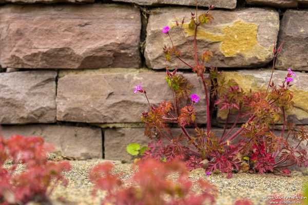 Ruprechts Storchschnabel, Stinkender Storchschnabel, Geranium robertianum, Geraniaceae, blühende Pflanze an einer Mauer, Blätter durch Lichtschutzpigmente rot gefärbt, Freibad Weende, Göttingen, Deutschland