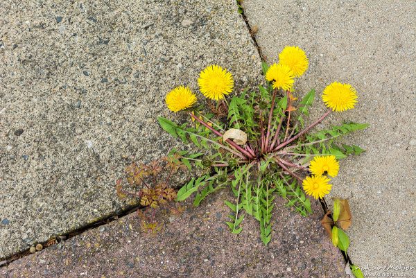 Löwenzahn, Taraxacum officinale, Asteraceae, blühende Pflanze sprießt aus den Ritzen zwischen Steinplatten, Freibad Weende, Göttingen, Deutschland