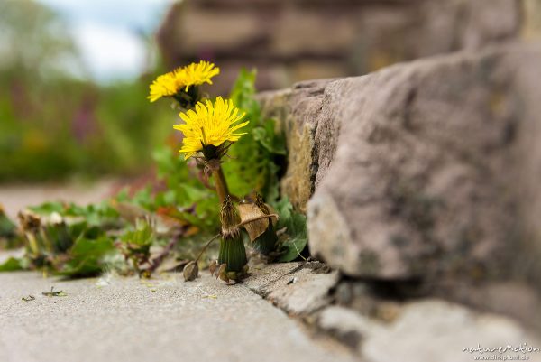 Löwenzahn, Taraxacum officinale, Asteraceae, blühende Pflanze an einer Steintreppe, Freibad Weende, Göttingen, Deutschland