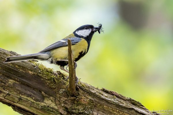 Kohlmeise, Parus major, Meisen (Paridae), Tier mit Beute (Fliege) vor der Bruthöhle, Levinscher Park, Göttingen, Deutschland