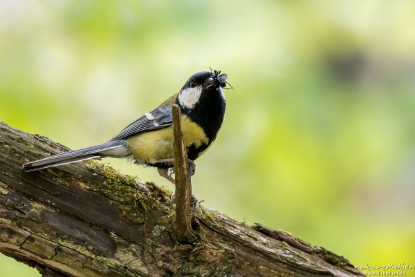 Kohlmeise, Parus major, Meisen (Paridae), Tier mit Beute (Fliege) vor der Bruthöhle, Levinscher Park, Göttingen, Deutschland