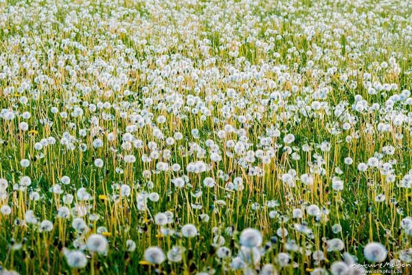 Löwenzahn, Taraxacum officinale, Asteraceae, Wiese mit Fruchtständen, Gartetal, Göttingen, Deutschland