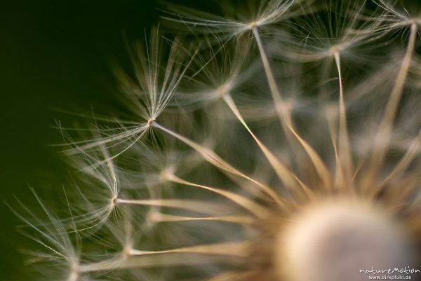 Löwenzahn, Taraxacum officinale, Asteraceae, Fruchtstand, Pappus, Gartetal, Göttingen, Deutschland