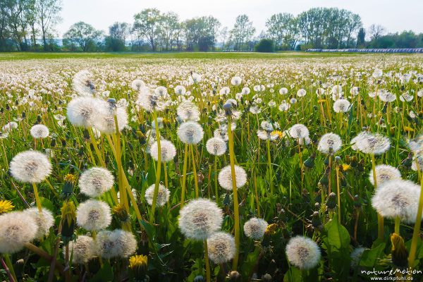 Löwenzahn, Taraxacum officinale, Asteraceae, Wiese mit Fruchtständen, Gartetal, Göttingen, Deutschland