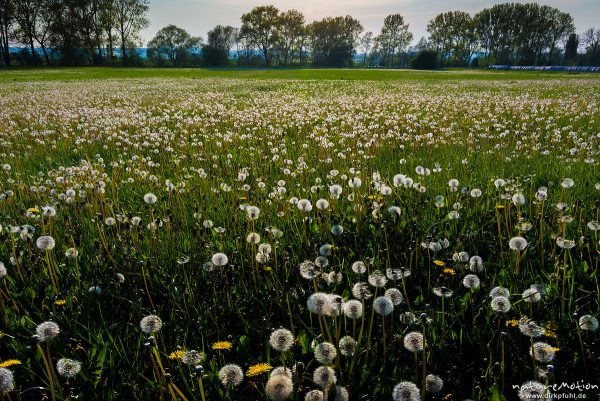 Löwenzahn, Taraxacum officinale, Asteraceae, Wiese mit Fruchtständen, Gartetal, Göttingen, Deutschland