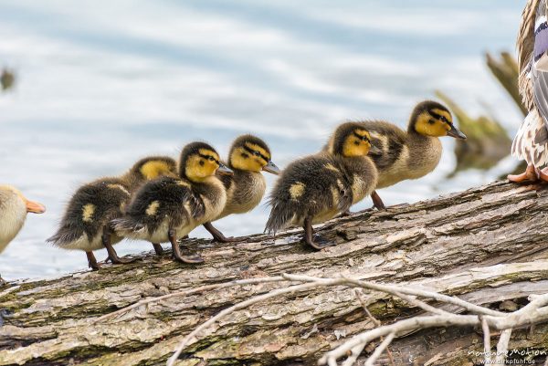 Stockente, Anas platyrhynchos, Anatidae, junge Küken auf im Wasserliegenden Stamm einer Weide, Alttier, Körperpflege, Kiessee, Göttingen, Deutschland