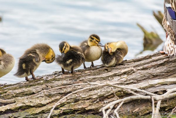 Stockente, Anas platyrhynchos, Anatidae, junge Küken auf im Wasserliegenden Stamm einer Weide, Alttier, Körperpflege, Kiessee, Göttingen, Deutschland