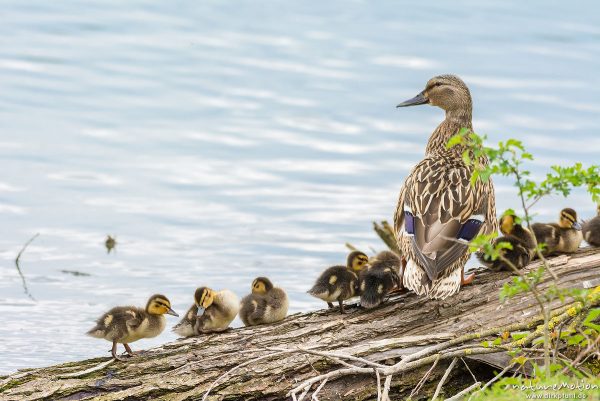 Stockente, Anas platyrhynchos, Anatidae, junge Küken auf im Wasserliegenden Stamm einer Weide, Alttier, Körperpflege, Kiessee, Göttingen, Deutschland