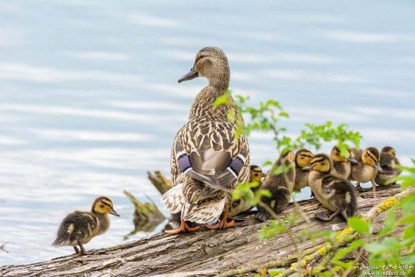 Stockente, Anas platyrhynchos, Anatidae, junge Küken auf im Wasserliegenden Stamm einer Weide, Alttier, Körperpflege, Kiessee, Göttingen, Deutschland