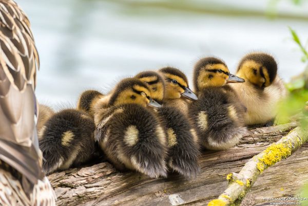 Stockente, Anas platyrhynchos, Anatidae, junge Küken auf im Wasserliegenden Stamm einer Weide, Alttier, Körperpflege, Kiessee, Göttingen, Deutschland