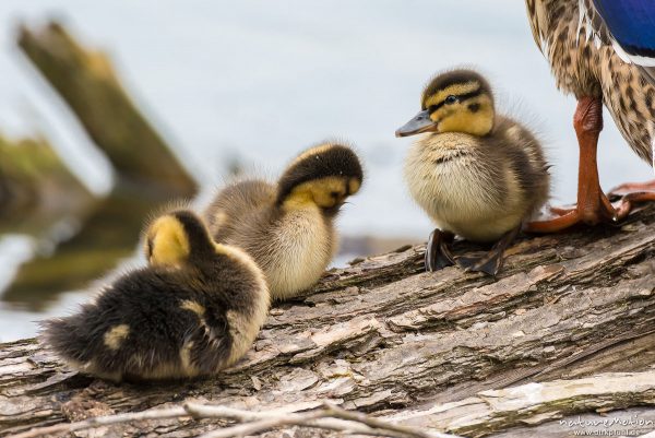Stockente, Anas platyrhynchos, Anatidae, junge Küken auf im Wasserliegenden Stamm einer Weide, Alttier, Körperpflege, Kiessee, Göttingen, Deutschland