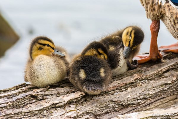 Stockente, Anas platyrhynchos, Anatidae, junge Küken auf im Wasserliegenden Stamm einer Weide, Alttier, Körperpflege, Kiessee, Göttingen, Deutschland