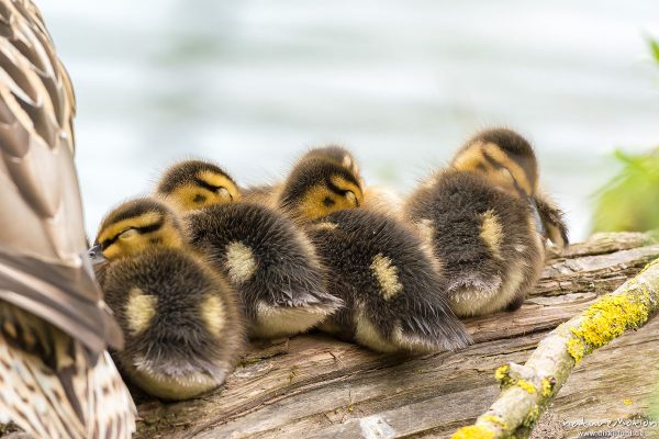 Stockente, Anas platyrhynchos, Anatidae, junge Küken auf im Wasserliegenden Stamm einer Weide, Alttier, Körperpflege, Kiessee, Göttingen, Deutschland