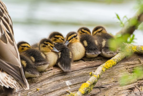 Stockente, Anas platyrhynchos, Anatidae, junge Küken auf im Wasserliegenden Stamm einer Weide, Alttier, Körperpflege, Kiessee, Göttingen, Deutschland