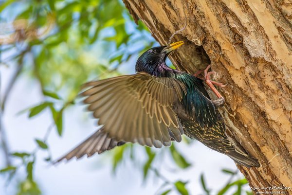 Star, Sturnus vulgaris, Sturnidae, Alttier an Nisthöhle, versucht einen Zweig ins Nest zu bekommen, Kiessee, Göttingen, Deutschland