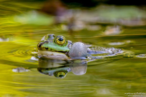 Teichfrosch, Rana esculenta  (Pelophylax kl. esculentus, Pelophylax "esculentus"), Echte Frösche (Ranidae), rufendes Männchen, Schallblasen, Aller botanischer Garten, ,