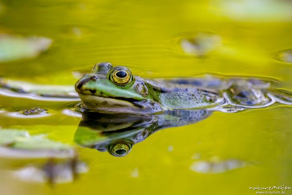 Teichfrosch, Rana esculenta  (Pelophylax kl. esculentus, Pelophylax "esculentus"), Echte Frösche (Ranidae),  Männchen, Augen spiegeln sich, Allter botanischer Garten, ,