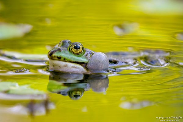 Teichfrosch, Rana esculenta  (Pelophylax kl. esculentus, Pelophylax "esculentus"), Echte Frösche (Ranidae), rufendes Männchen, Schallblasen, Aller botanischer Garten, ,