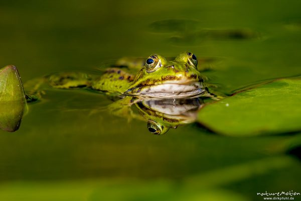 Teichfrosch, Rana esculenta  (Pelophylax kl. esculentus, Pelophylax "esculentus"), Echte Frösche (Ranidae),  Männchen, Augen spiegeln sich, Allter botanischer Garten, ,