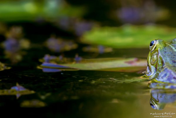 Teichfrosch, Rana esculenta  (Pelophylax kl. esculentus, Pelophylax "esculentus"), Echte Frösche (Ranidae),  Männchen, Augen spiegeln sich, Allter botanischer Garten, ,