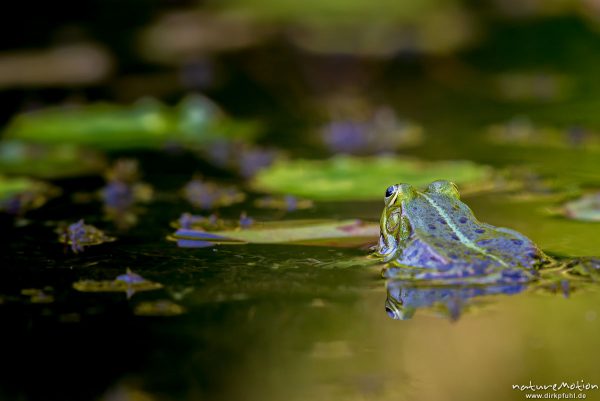 Teichfrosch, Rana esculenta  (Pelophylax kl. esculentus, Pelophylax "esculentus"), Echte Frösche (Ranidae),  Männchen, Augen spiegeln sich, Allter botanischer Garten, ,