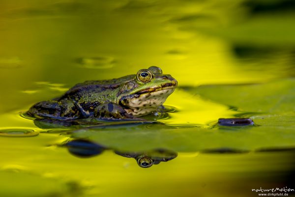 Teichfrosch, Rana esculenta  (Pelophylax kl. esculentus, Pelophylax "esculentus"), Echte Frösche (Ranidae),  Männchen, Augen spiegeln sich, Allter botanischer Garten, ,