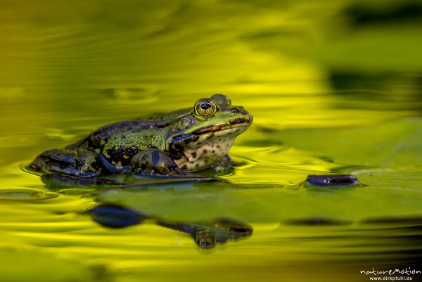 Teichfrosch, Rana esculenta  (Pelophylax kl. esculentus, Pelophylax "esculentus"), Echte Frösche (Ranidae),  Männchen, Augen spiegeln sich, Allter botanischer Garten, ,