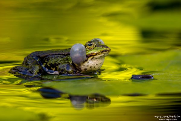 Teichfrosch, Rana esculenta  (Pelophylax kl. esculentus, Pelophylax "esculentus"), Echte Frösche (Ranidae), rufendes Männchen, Schallblasen, Aller botanischer Garten, ,