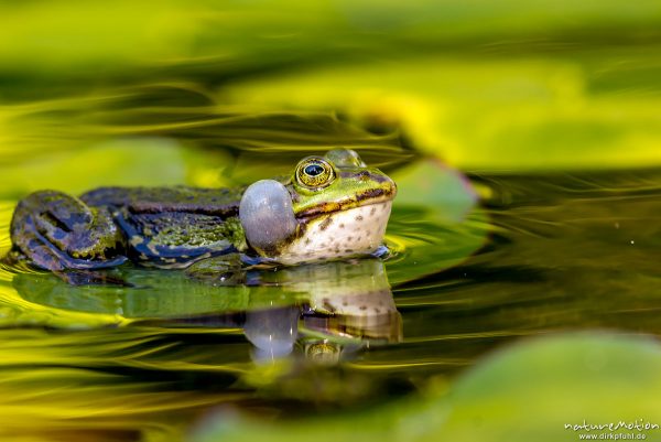 Teichfrosch, Rana esculenta  (Pelophylax kl. esculentus, Pelophylax "esculentus"), Echte Frösche (Ranidae), rufendes Männchen, Schallblasen, Aller botanischer Garten, ,