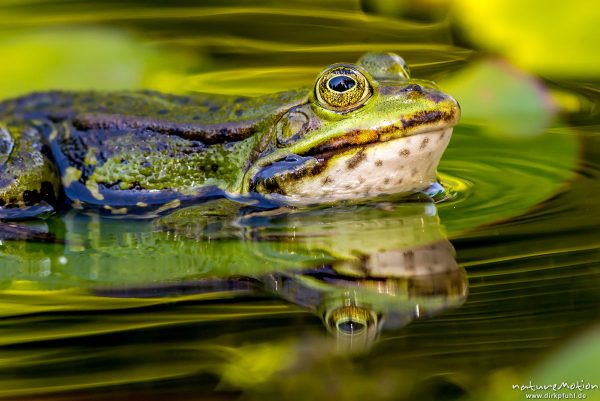 Teichfrosch, Rana esculenta  (Pelophylax kl. esculentus, Pelophylax "esculentus"), Echte Frösche (Ranidae),  Männchen, Augen spiegeln sich, Allter botanischer Garten, ,