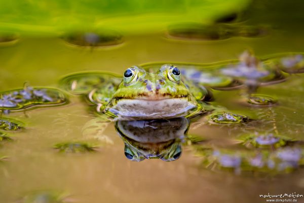 Teichfrosch, Rana esculenta  (Pelophylax kl. esculentus, Pelophylax "esculentus"), Echte Frösche (Ranidae),  Männchen, Augen spiegeln sich, Allter botanischer Garten, ,