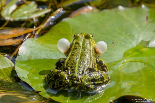 Teichfrosch, Rana esculenta  (Pelophylax kl. esculentus, Pelophylax "esculentus"), Echte Frösche (Ranidae), rufendes Männchen, Schallblasen, Aller botanischer Garten, ,