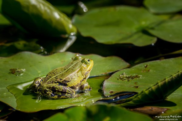 Teichfrosch, Rana esculenta  (Pelophylax kl. esculentus, Pelophylax "esculentus"), Echte Frösche (Ranidae),  Männchen auf Seerosenblatt, Allter botanischer Garten, ,