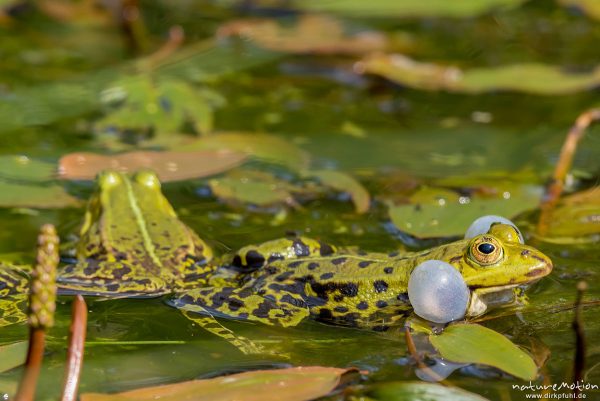 Teichfrosch, Rana esculenta  (Pelophylax kl. esculentus, Pelophylax "esculentus"), Echte Frösche (Ranidae), rufendes Männchen, Schallblasen, Aller botanischer Garten, ,