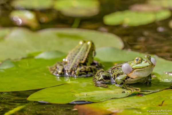 Teichfrosch, Rana esculenta  (Pelophylax kl. esculentus, Pelophylax "esculentus"), Echte Frösche (Ranidae), rufendes Männchen, Schallblasen, Aller botanischer Garten, ,