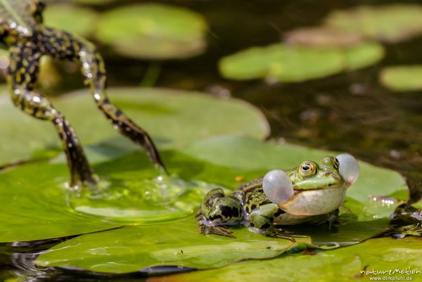 Teichfrosch, Rana esculenta  (Pelophylax kl. esculentus, Pelophylax "esculentus"), Echte Frösche (Ranidae), rufendes Männchen, Schallblasen, ein anderes Tier springt weg, Alter botanischer Garten, ,