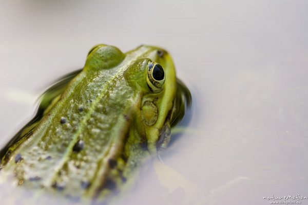 Teichfrosch, Rana esculenta  (Pelophylax kl. esculentus, Pelophylax "esculentus"), Echte Frösche (Ranidae),  Männchent, Allter botanischer Garten, ,