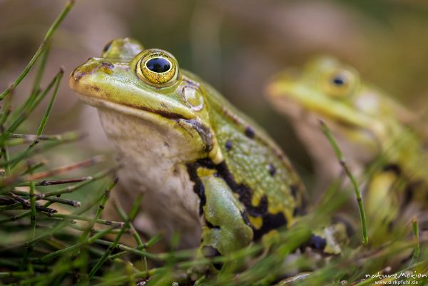 Teichfrosch, Rana esculenta  (Pelophylax kl. esculentus, Pelophylax "esculentus"), Echte Frösche (Ranidae),  Männchent zwischen Binsen am Ufer, Allter botanischer Garten, ,