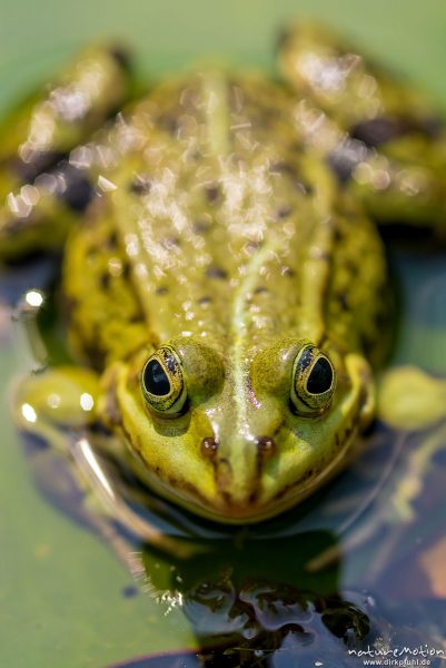 Teichfrosch, Rana esculenta  (Pelophylax kl. esculentus, Pelophylax "esculentus"), Echte Frösche (Ranidae),  Männchent, Allter botanischer Garten, ,