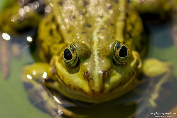 Teichfrosch, Rana esculenta  (Pelophylax kl. esculentus, Pelophylax "esculentus"), Echte Frösche (Ranidae),  Männchent, Allter botanischer Garten, ,